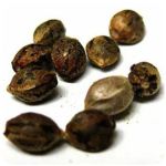 Семена марихуаны АК-47 (Seeds AK-47) в Красноармейске Семена марихуаны АК-47 (Seeds AK-47) в Красноармейске